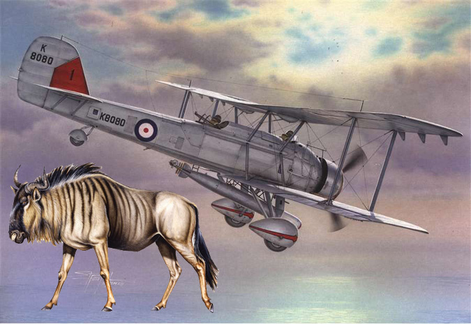 vildebeest background